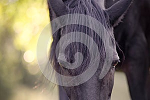 Horse eye close up frontal, horses with long mane