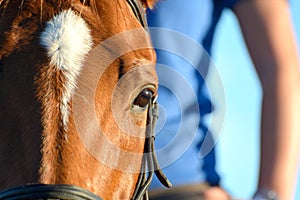 Horse eye close-up with rider in background