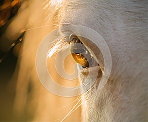 Horse eye close-up at sunset