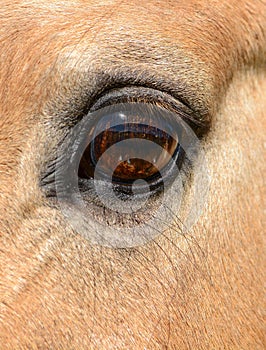 Horse eye close up