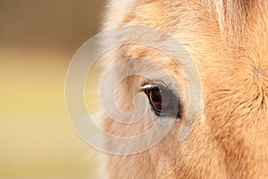 Horse Eye Close up. View of Horses Soul