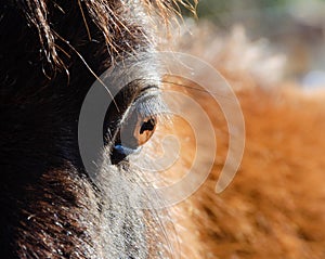 Horse eye closeup