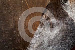 Horse eye closeup