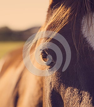 Horse eye closeup