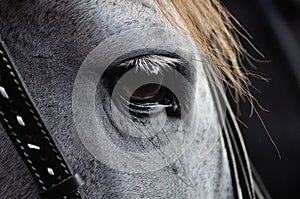 Horse Eye Closeup