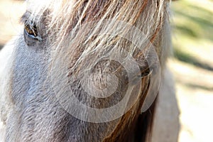 Horse eye closeup