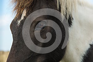 Horse eye closeup