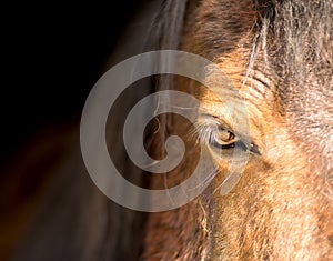 Horse eye closeup