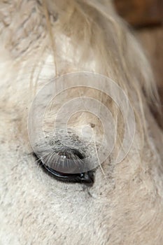 Horse Eye Closeup