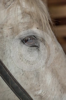 Horse Eye Closeup