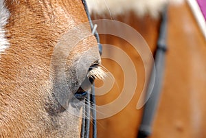 Horse eye closeup