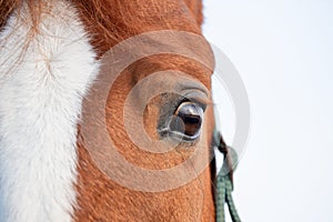 Horse eye, closeup, evening light, sunset