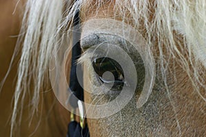 Horse eye detail photo