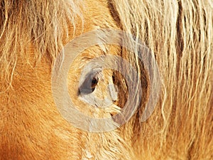 Horse eye, detail, close-up 1