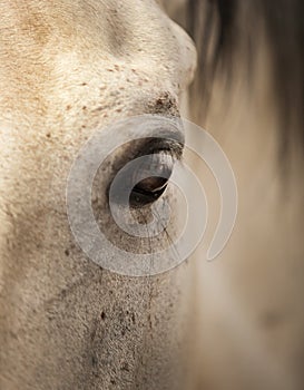 Horse eye