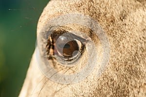 Horse Eye in the Evening Light