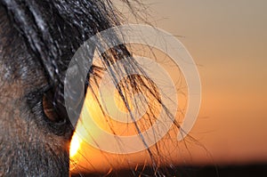 A horse eye in front of a sunset