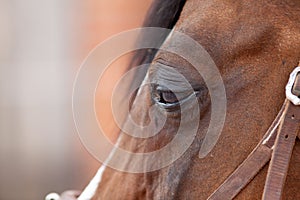 Horse eye Infection. conjunctivitis, equine recurrent uveitis with swollen tearing eyes photo