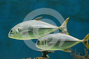 Horse-eye jack fish swimming in the water at an aquarium