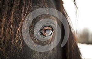 Horse Eye (left eye).