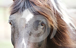 Horse Eyes Close Up