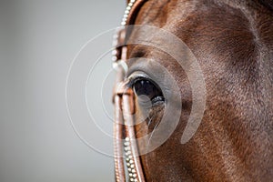 Horse eyes close up. Brown Quarter Horse with bridle