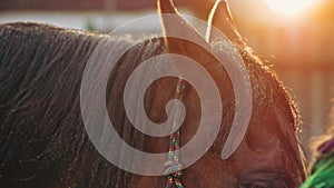 horse eyes. close-up. horse's mane is covered with small drops of water. beautiful horse face at sunset, in backlight.