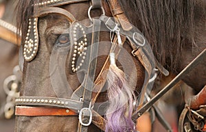 Horse eyes close up with pink braid