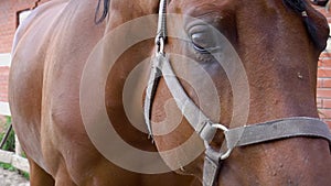 Horse eyes close up. Portrait of a brown horse. Slow motion