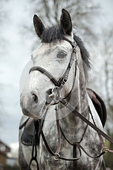 Horse face.