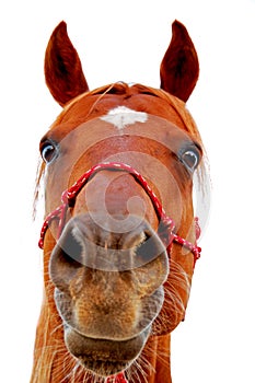 Horse face