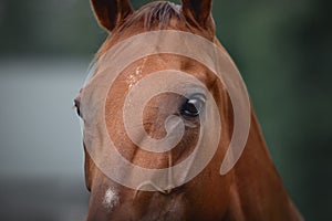 Horse face with beautiful eyes and piercing gaze