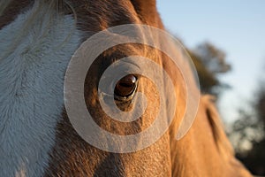 Horse Face Close Up