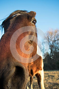 Horse Face Close Up