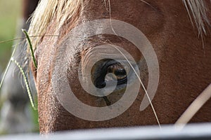Horse face close up