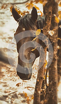 Horse face close up in autumn forest