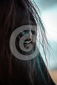 Horse face closeup. Black brown horse& x27;s eye, long eyelashes, hair. Farm animal.