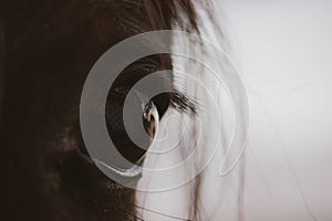 Horse face closeup. Black brown horse& x27;s eye, long eyelashes, hair. Farm animal.