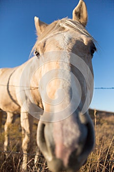 Horse face closeup