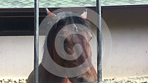 Horse face and eye in closeup