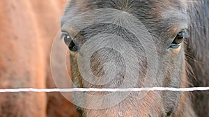 Horse face and eye in closeup with eye and mane detail.