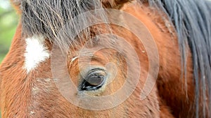 Horse face and eye in closeup with eye and mane detail.