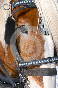 Brown horse with black bridle