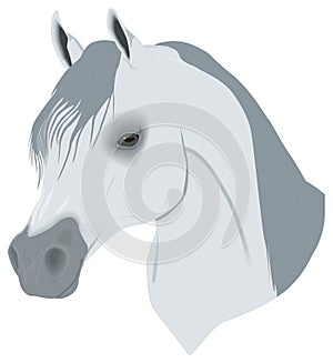 horse face head animal vector illustration transparent background