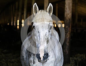 Horse face looks at you