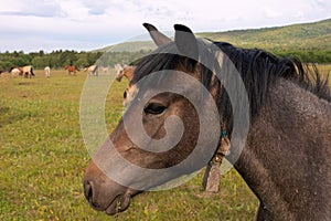 horse face side view in center of photograph on background of pasture and herd of horses