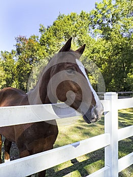 Horse Face with White Stripe at a White Wooden Fence