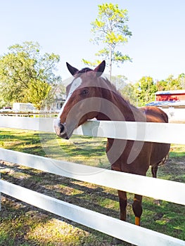 Horse Face with White Stripe at a White Wooden Fence