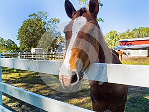 Horse Face with White Stripe at a White Wooden Fence