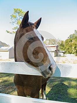 Horse Face with White Stripe at a White Wooden Fence